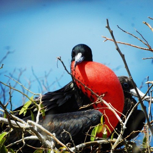 Frigate bird
