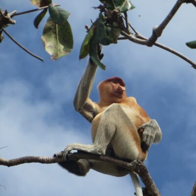 Maleisisch borneo