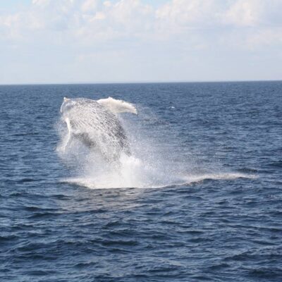 Walvis-spotten-New-Engeland