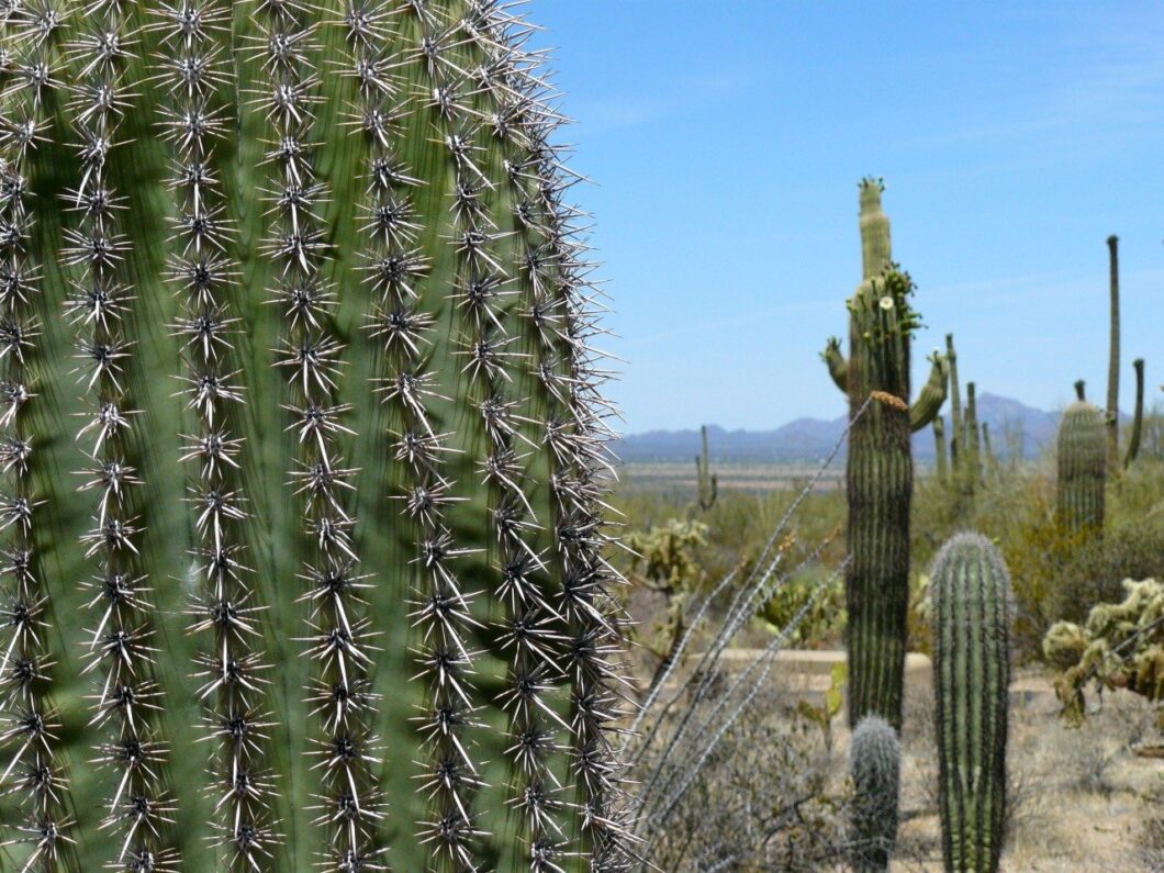 Suguaro Arizona