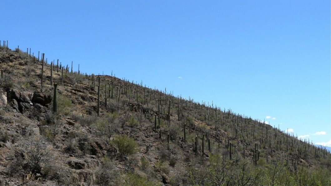 Saguaro Arizona