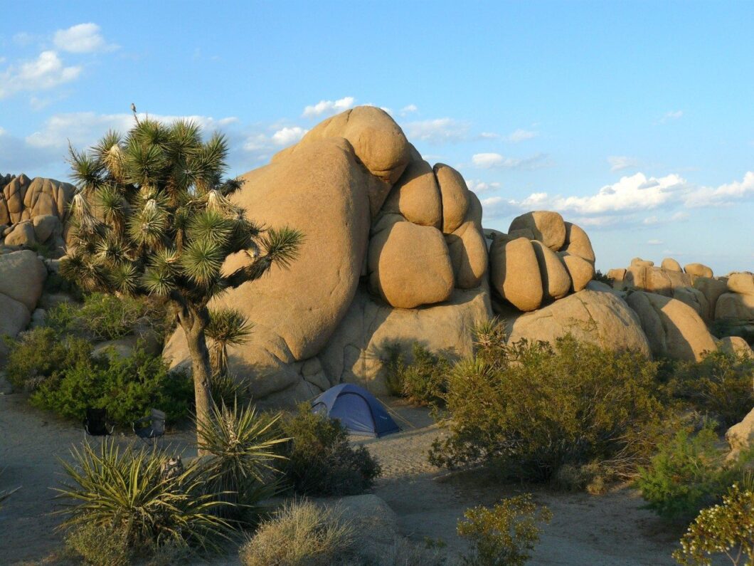 Joshua tree californie