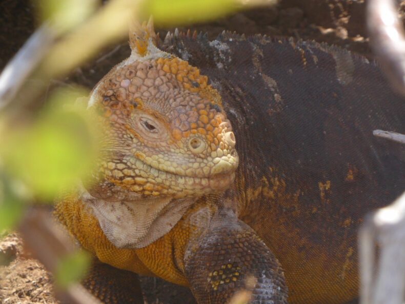 Leguaan Galapagos