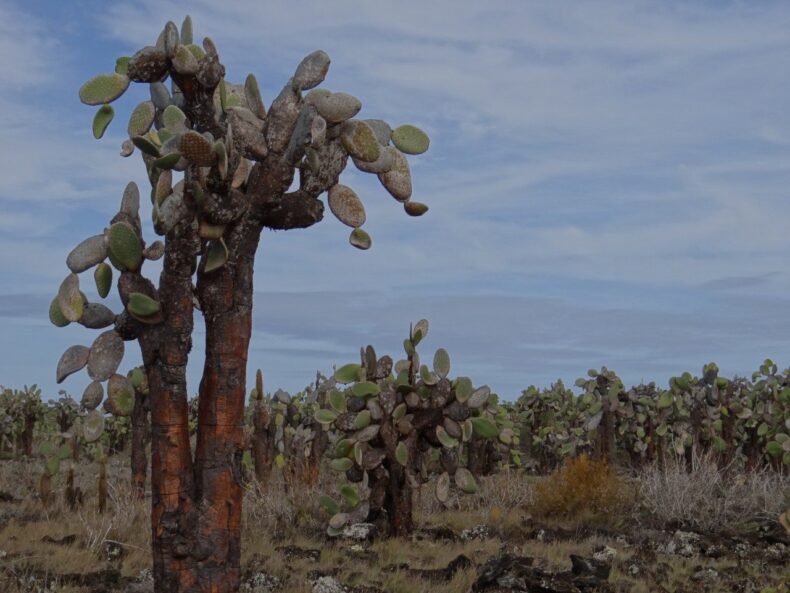Galapagos cactussen