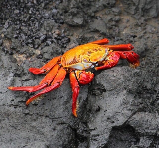 Rode krab Galapagos