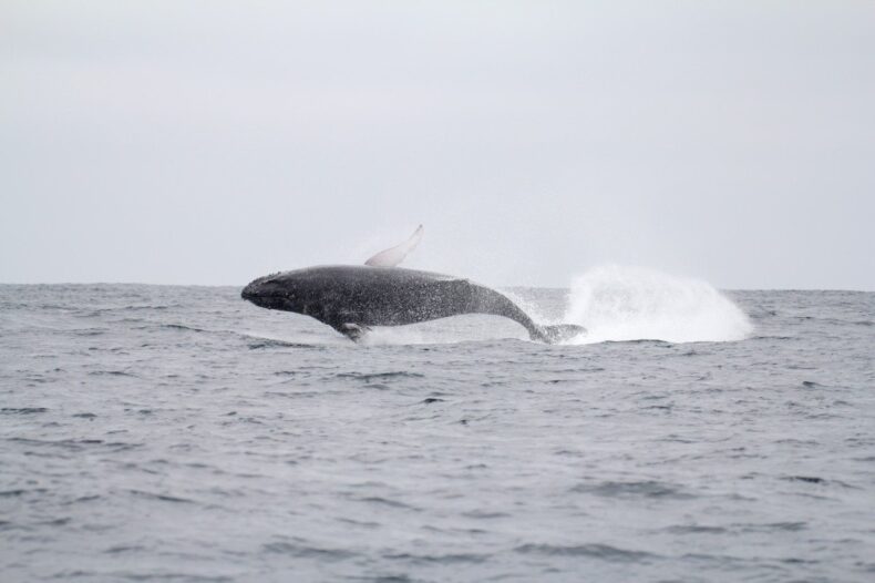 Whale watching Galapagos
