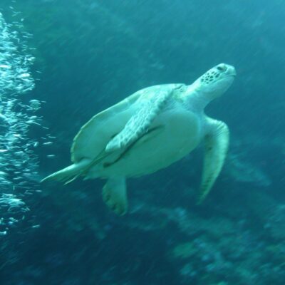 Bunaken duiken