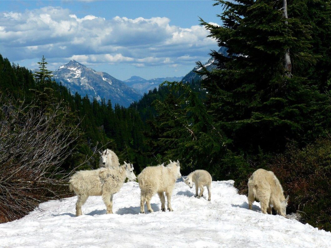 Mountain Goats Northern Cascades