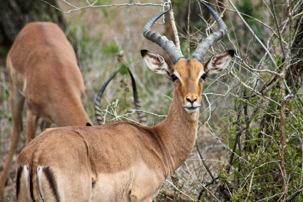 Zuid-Afrika-Hluhluwe-Impala