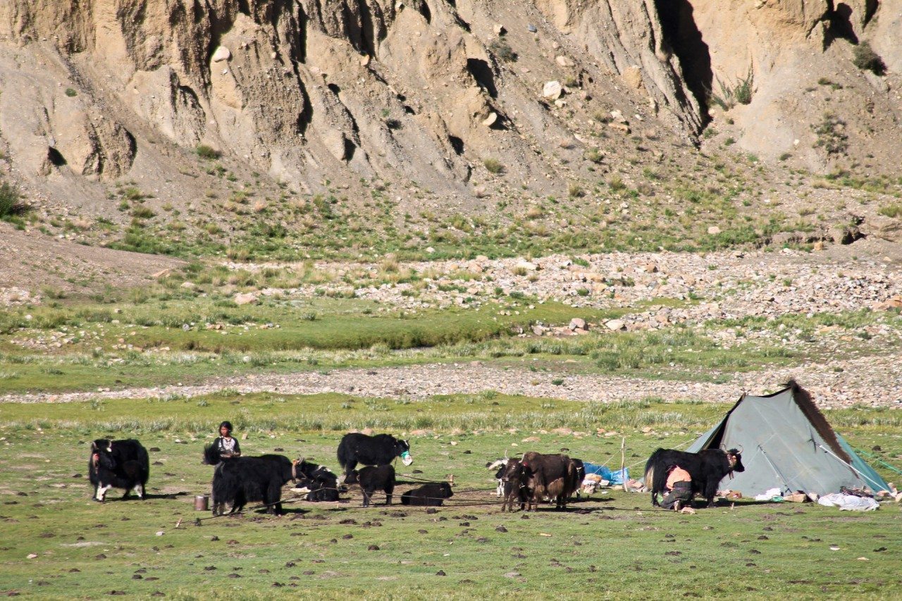Tibet-nomaden-yaks