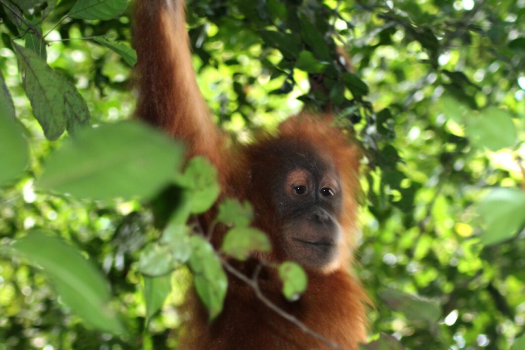indonesie-sumatra-bukit-lawang-orang-oetan-aap