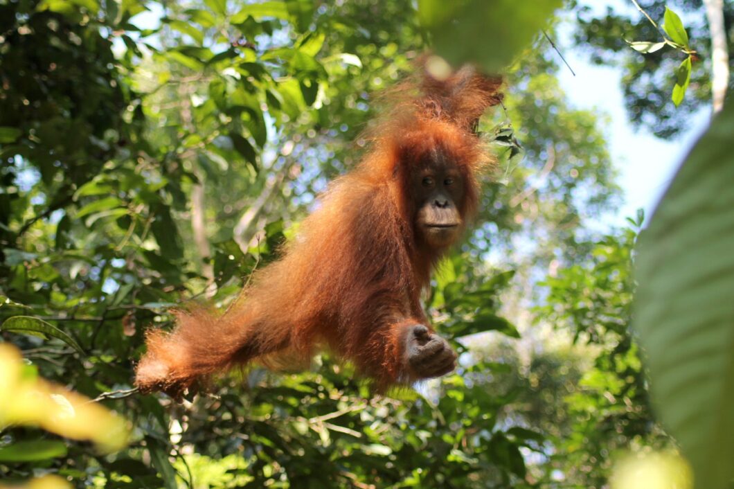 indonesie-sumatra-bukit-lawang-orang-oetan