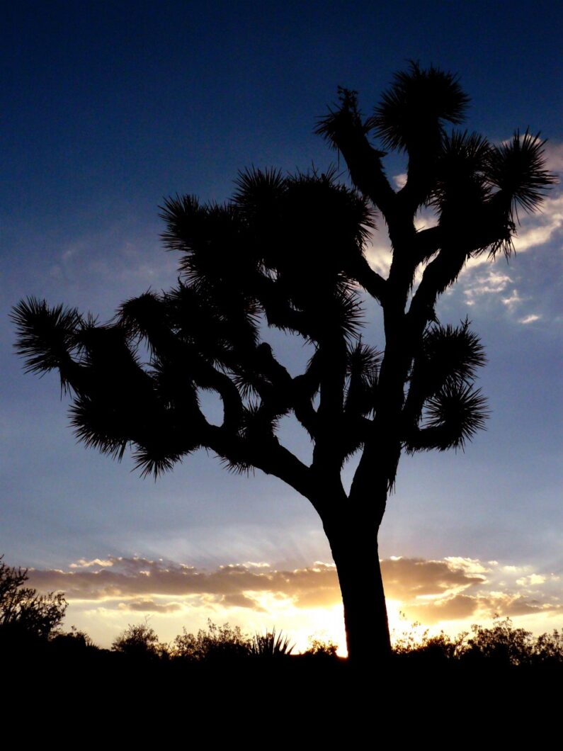 joshua-tree-california