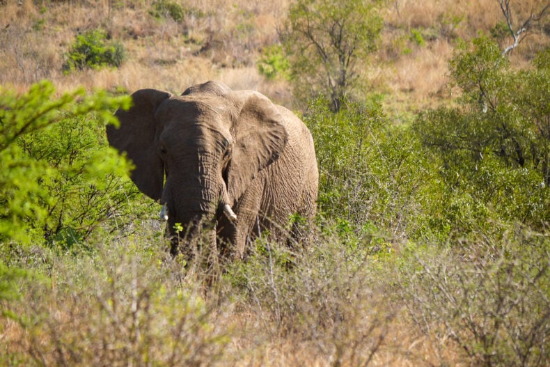 Olifant Zuid-Afrika Pilanesberg national park