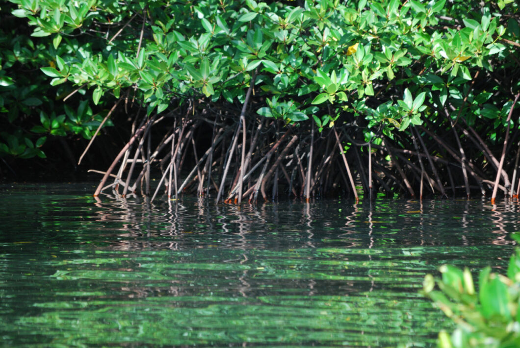 Flores-Mangrove