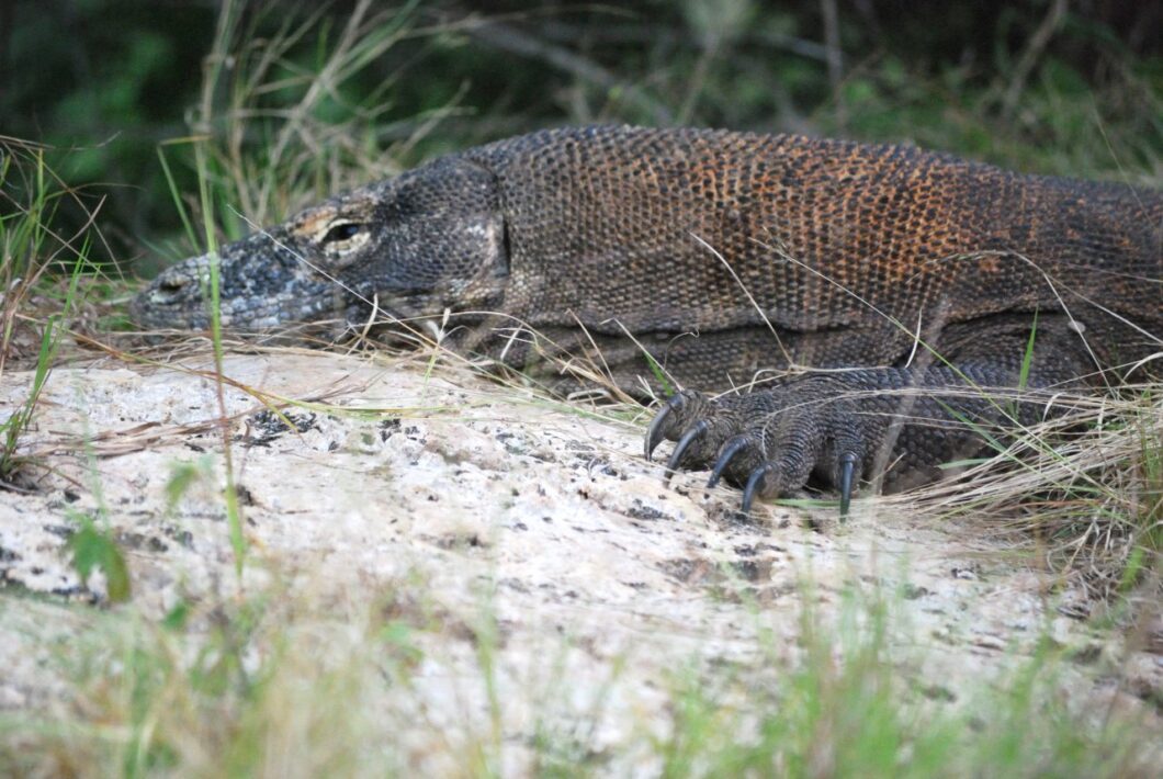 Indonesie-Flores-Komodo-Draak-Varaan