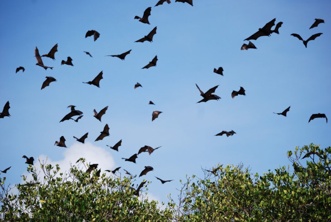 Indonesie-Flores-Riung-flying-foxes