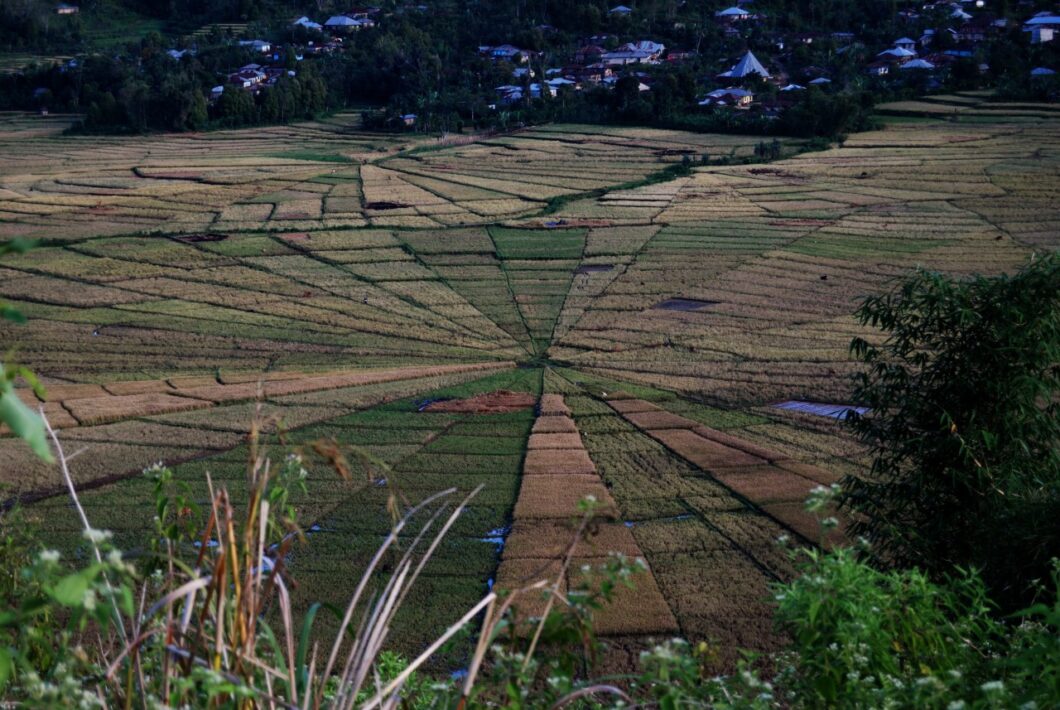 Indonesie-Flores-Ruteng-Cancer-Spiderweb