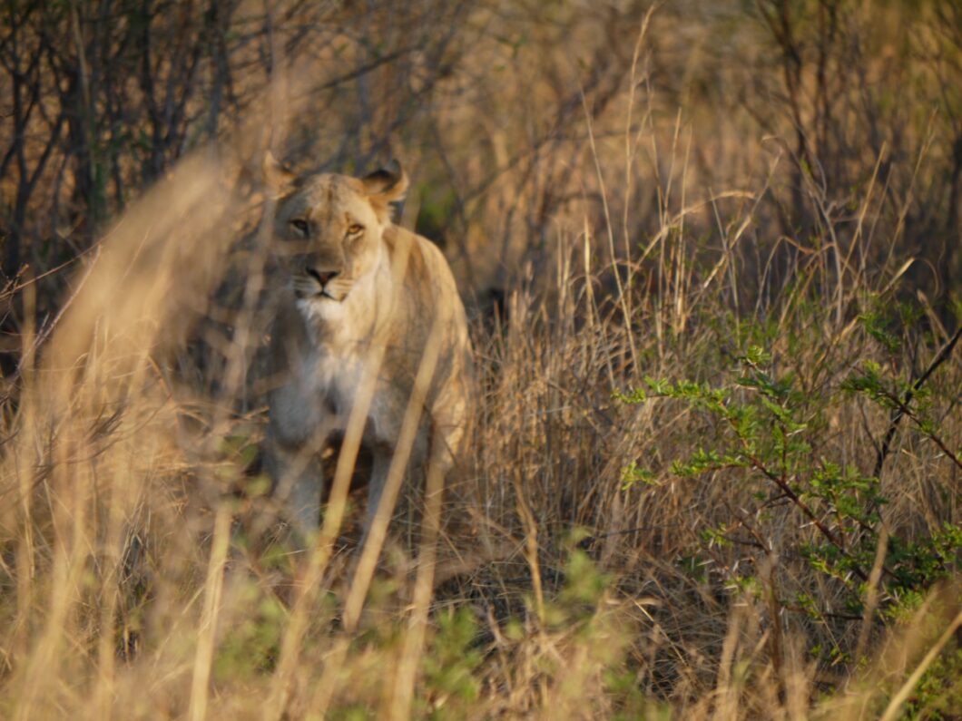 leeuw pilanesberg zuid-afrika