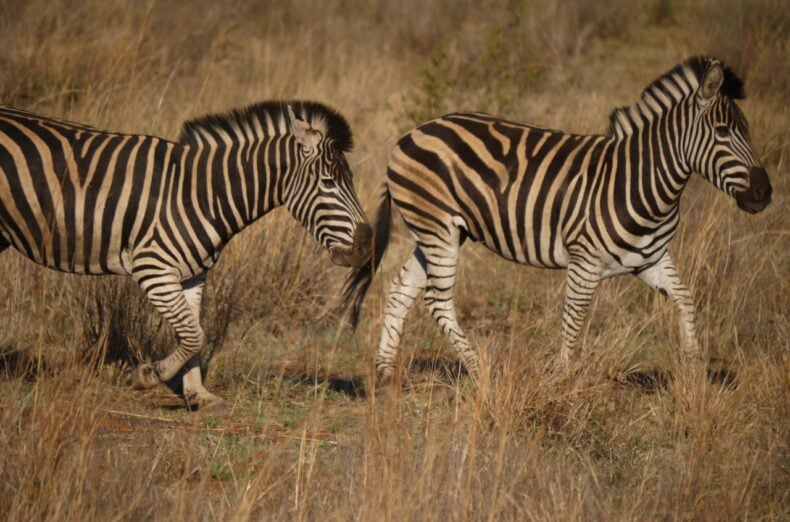 zebra zuid-afrika