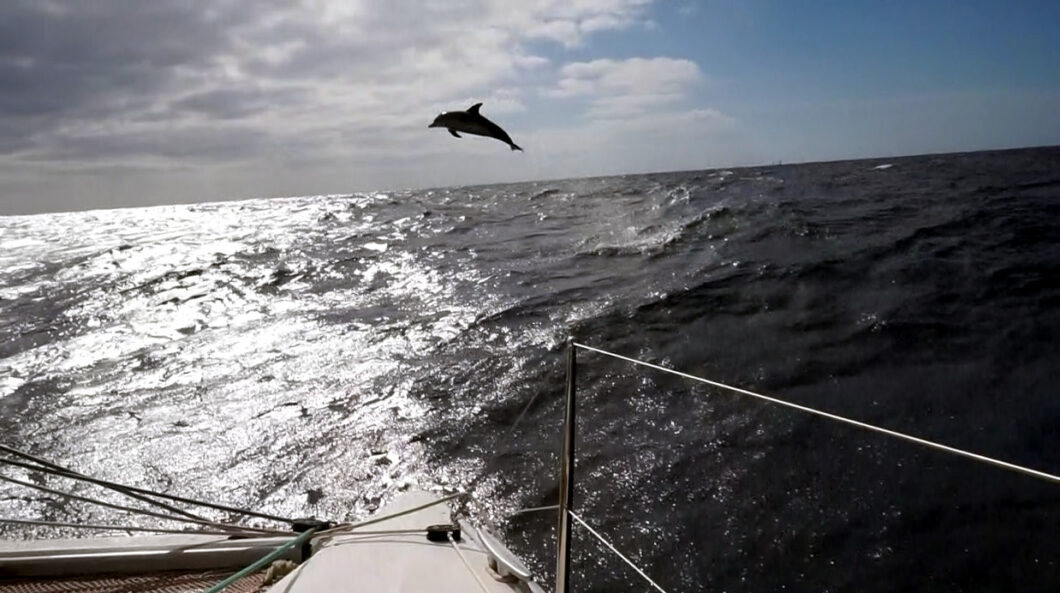 Atlantic-Crossing-Dolphine