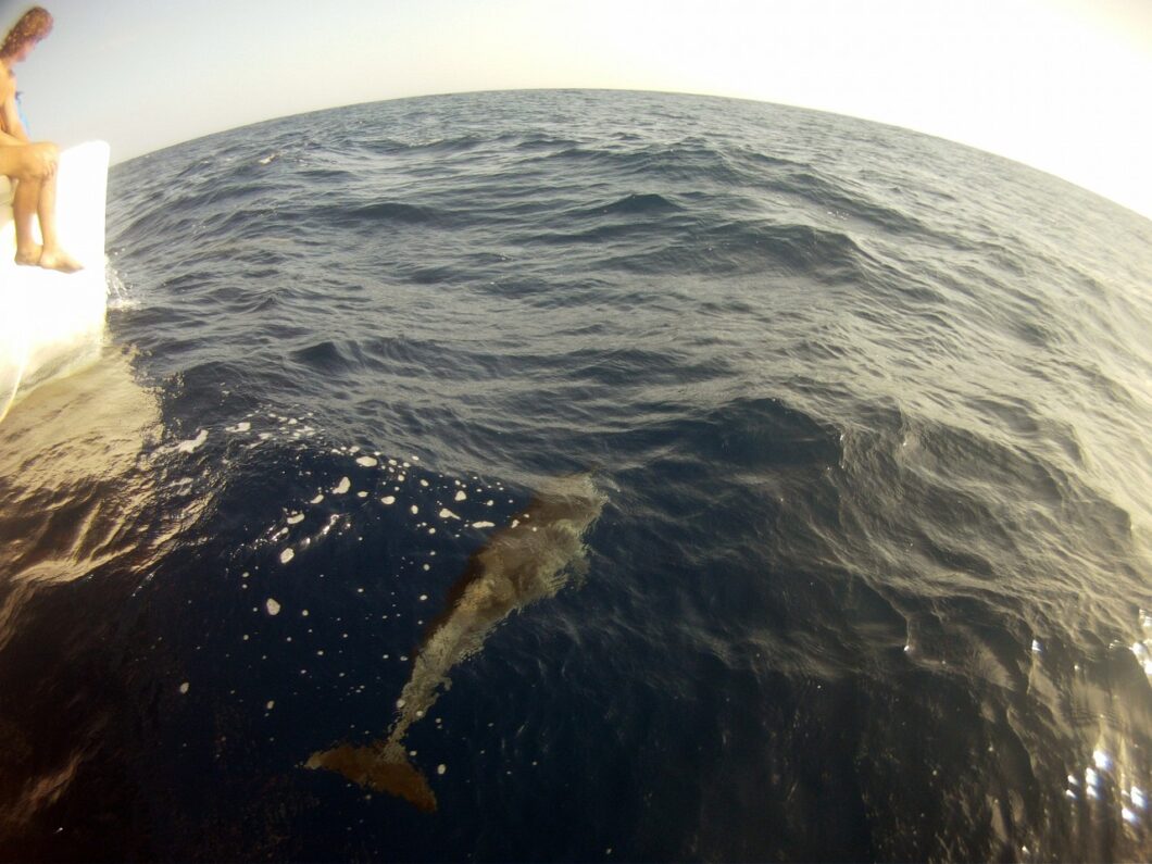 Atlantic-Crossing-Dolphine-Bow