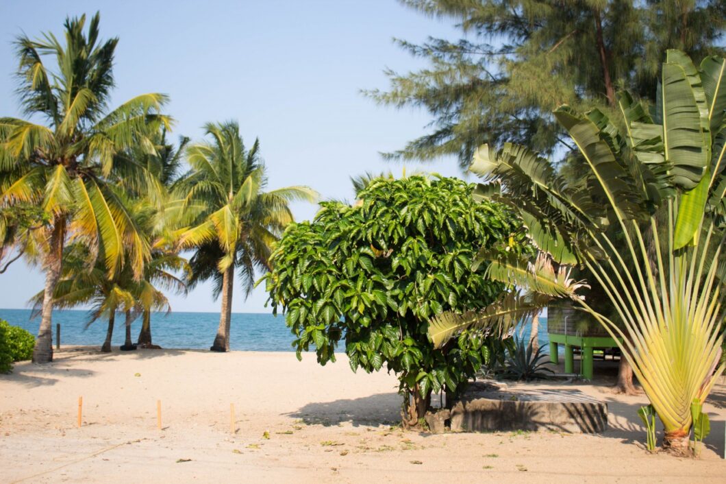 Belize-Hopkins