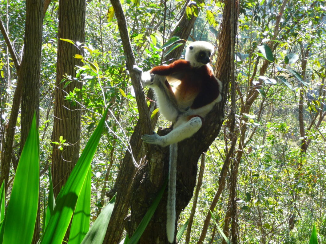 Madagaskar-Andasibe-national-park-lemur