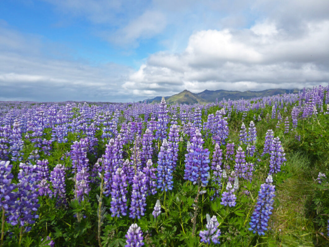 zomer-ijsland-lupineveld