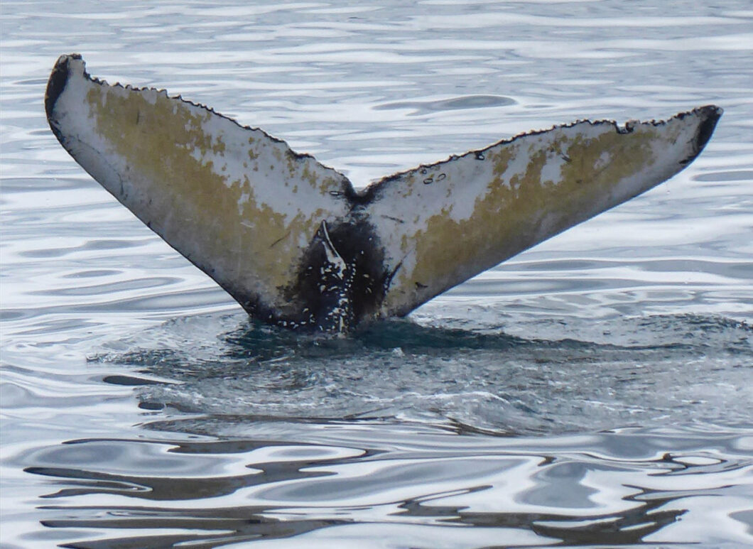 walvis-ijsland