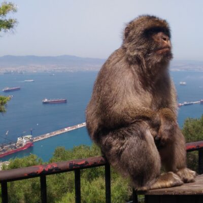 berberaap gibraltar