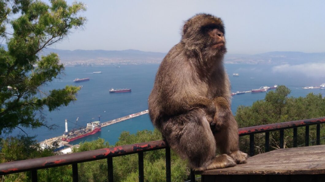 apen Gibraltar