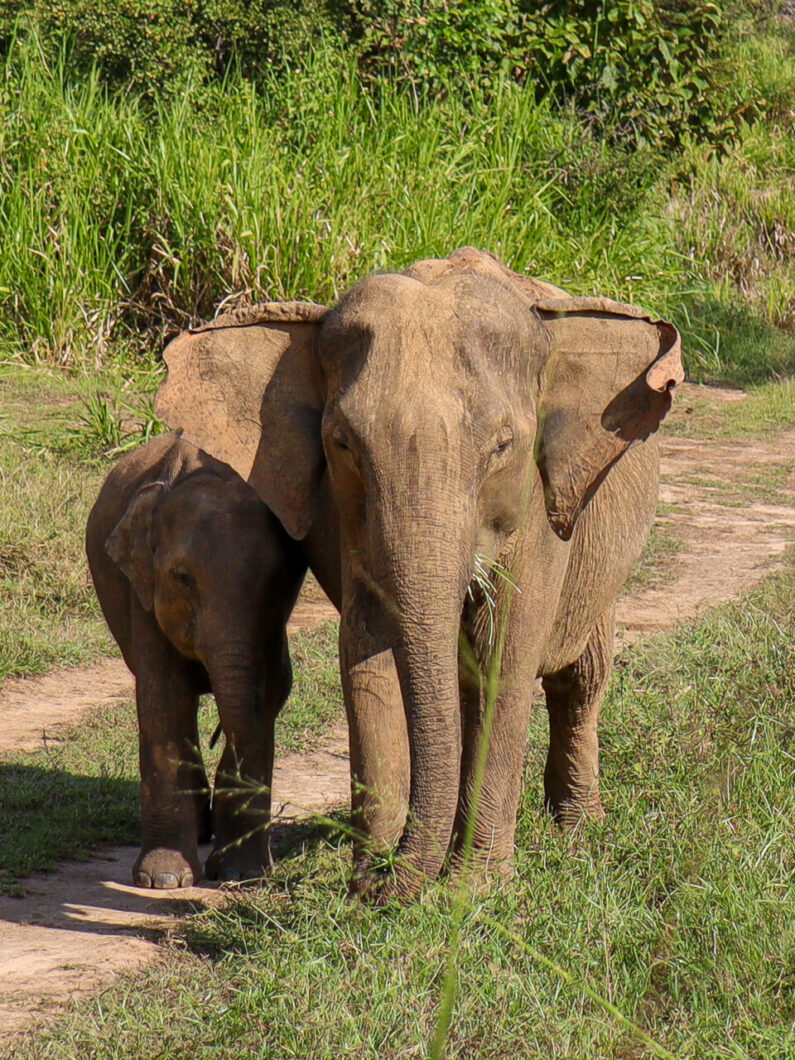 olifanten Minneriya national park