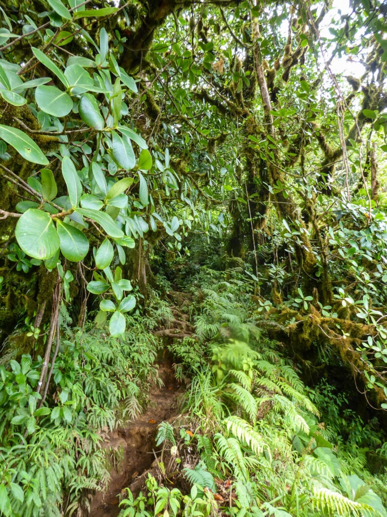 vulkaan hike Maderas, ometepe