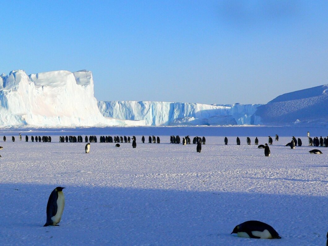 pinguins antarctica