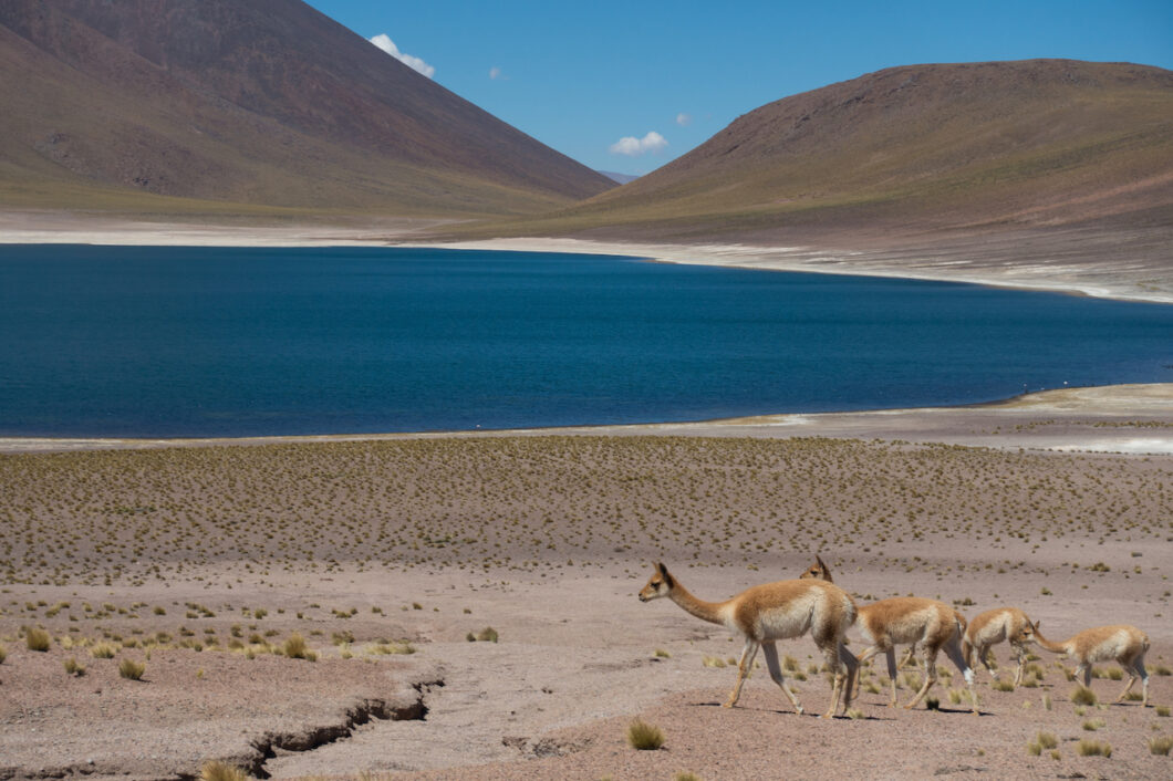 guanacos atacama woestijn-chili