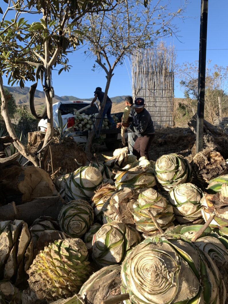 mezcal fabriek tour oaxaca