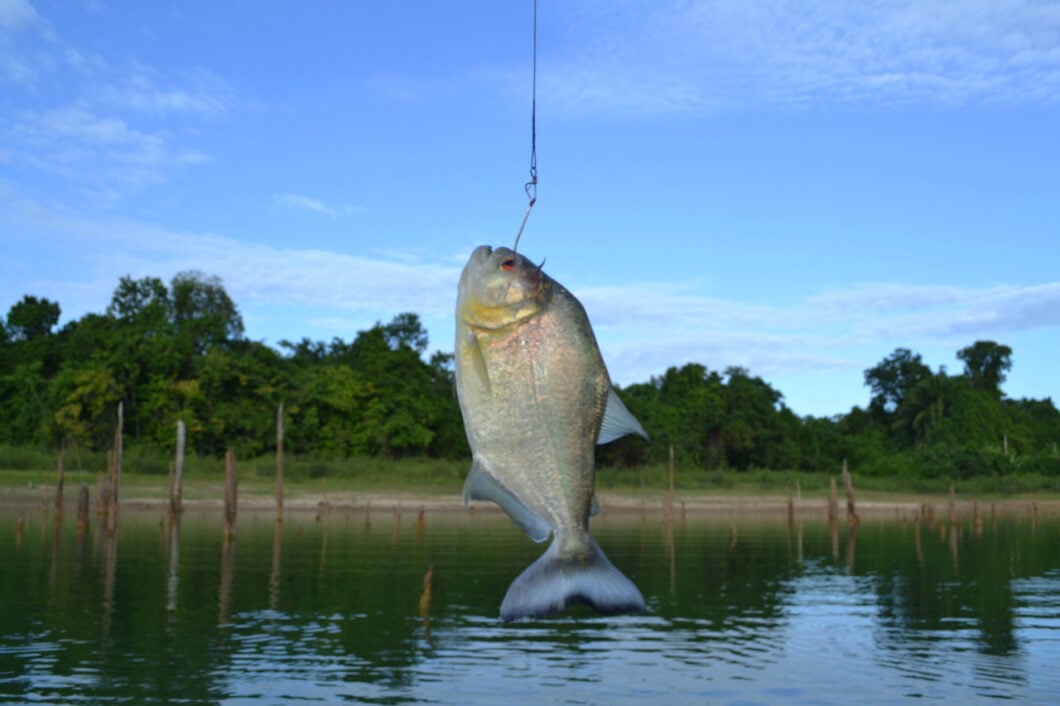 piranha brokopondo meer