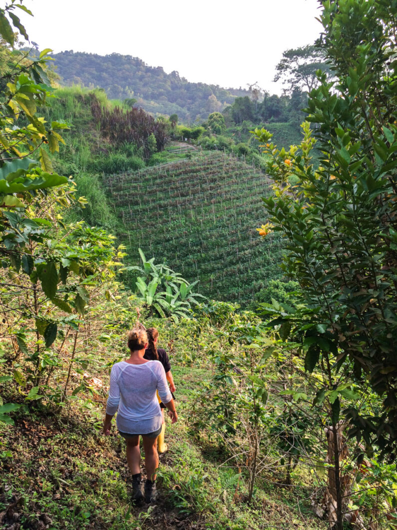 coffee farms minca colombia