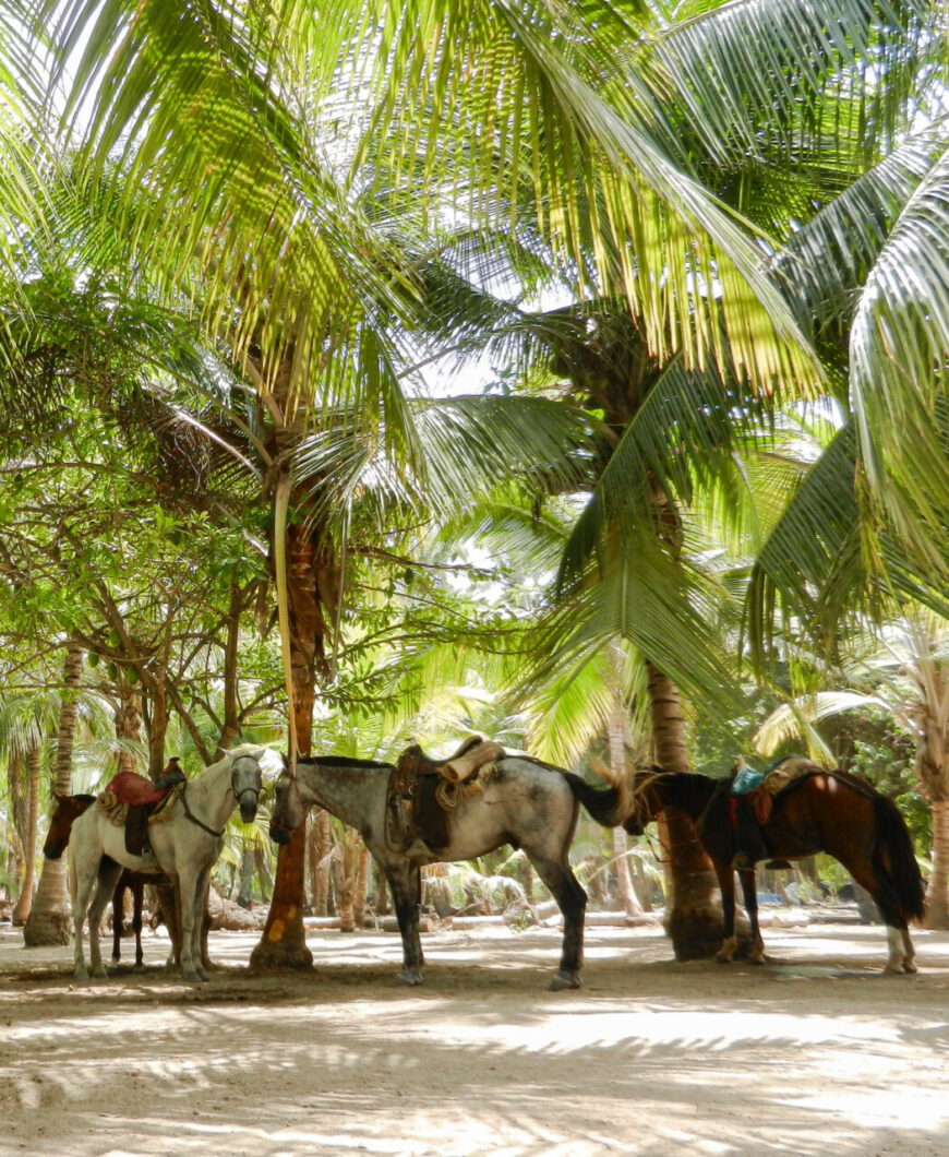 paardrijden tayrona colombia