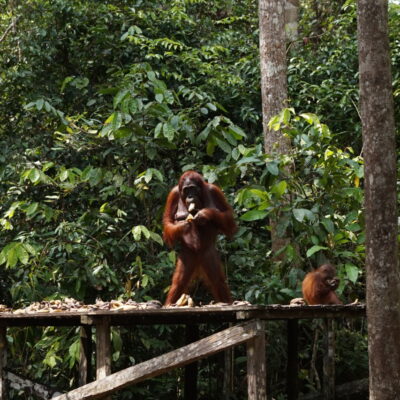 Indonesie_Kalimantan_Tanjung_Putting_Orang_oetans