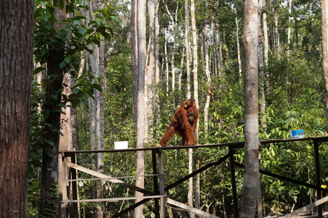 Kalimantan-Tanjung-Puting-Camp-Leakey 08.51.07