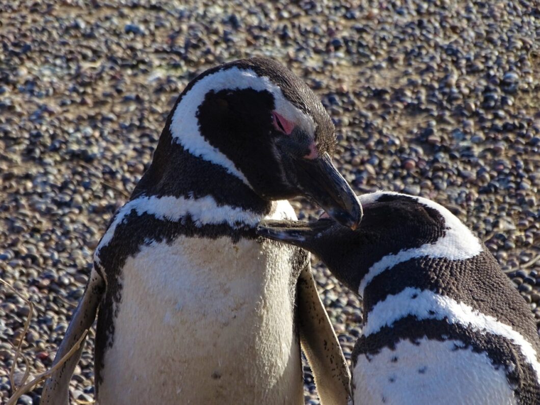 pinguins-puertomadryn