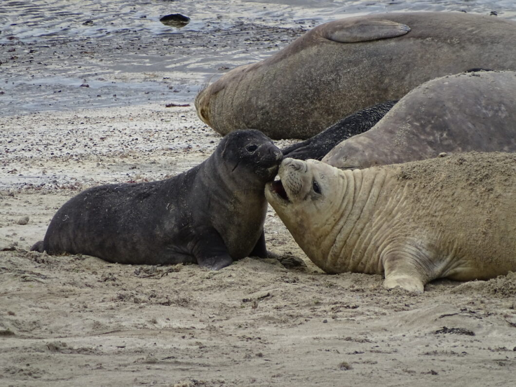 zeeleeuwen-puertomadryn