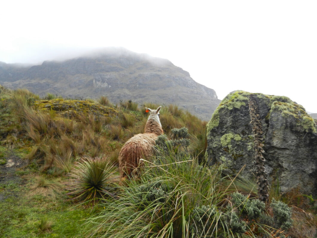 hiken ecuador national park cajas