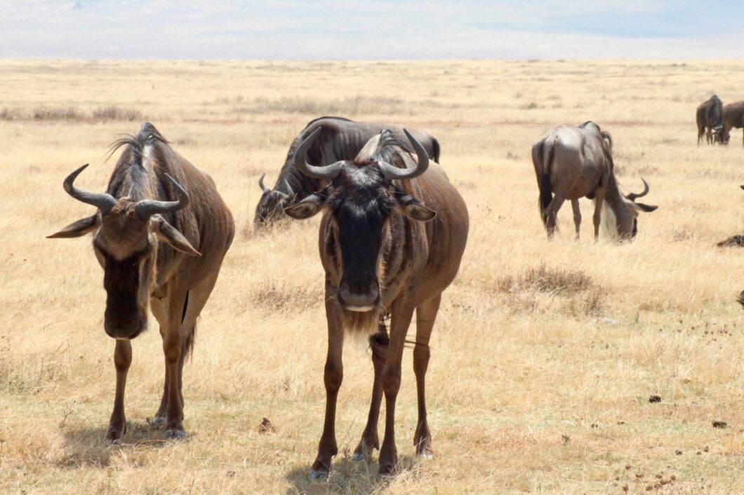 bezienswaardigheden in Tanzania