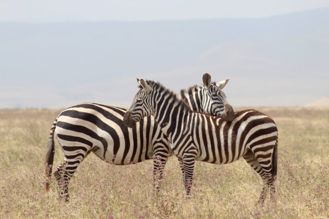 vakantie Tanzania Ngorongoro