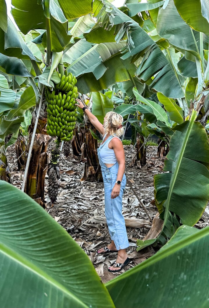 annemarie banenenplantage