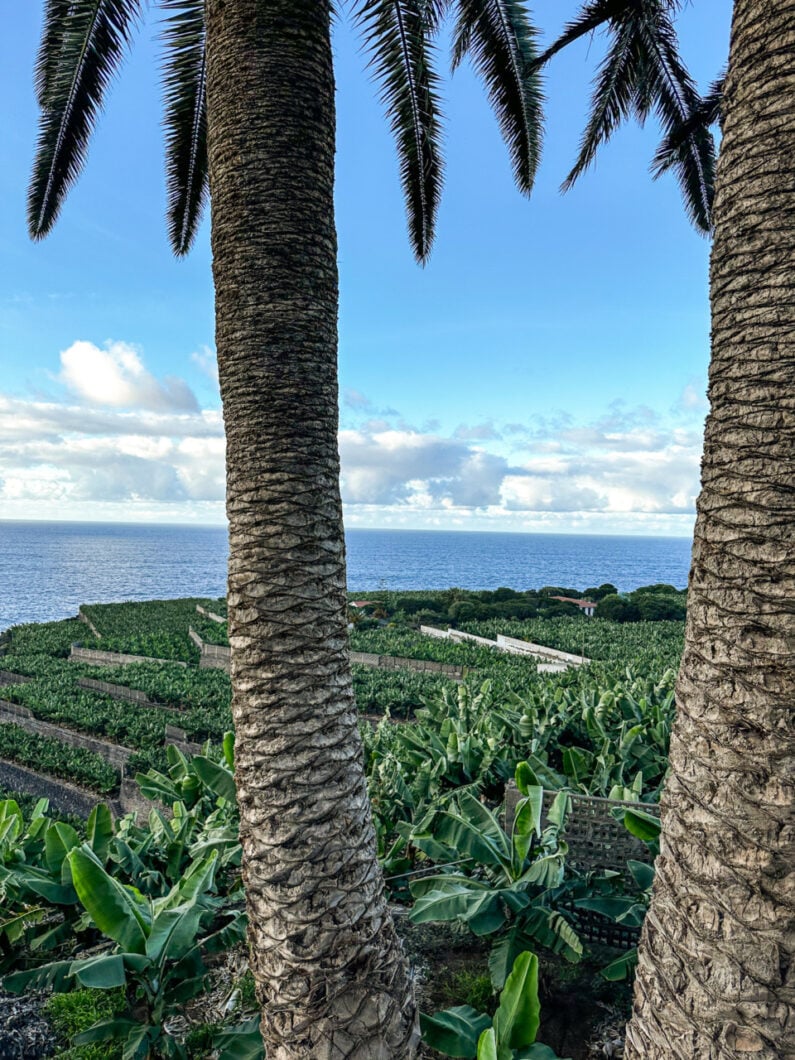 bananenplantage tenerife