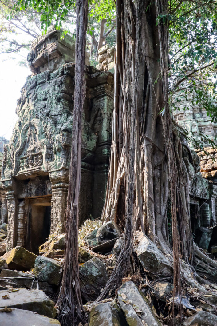 bomen tempel angkor